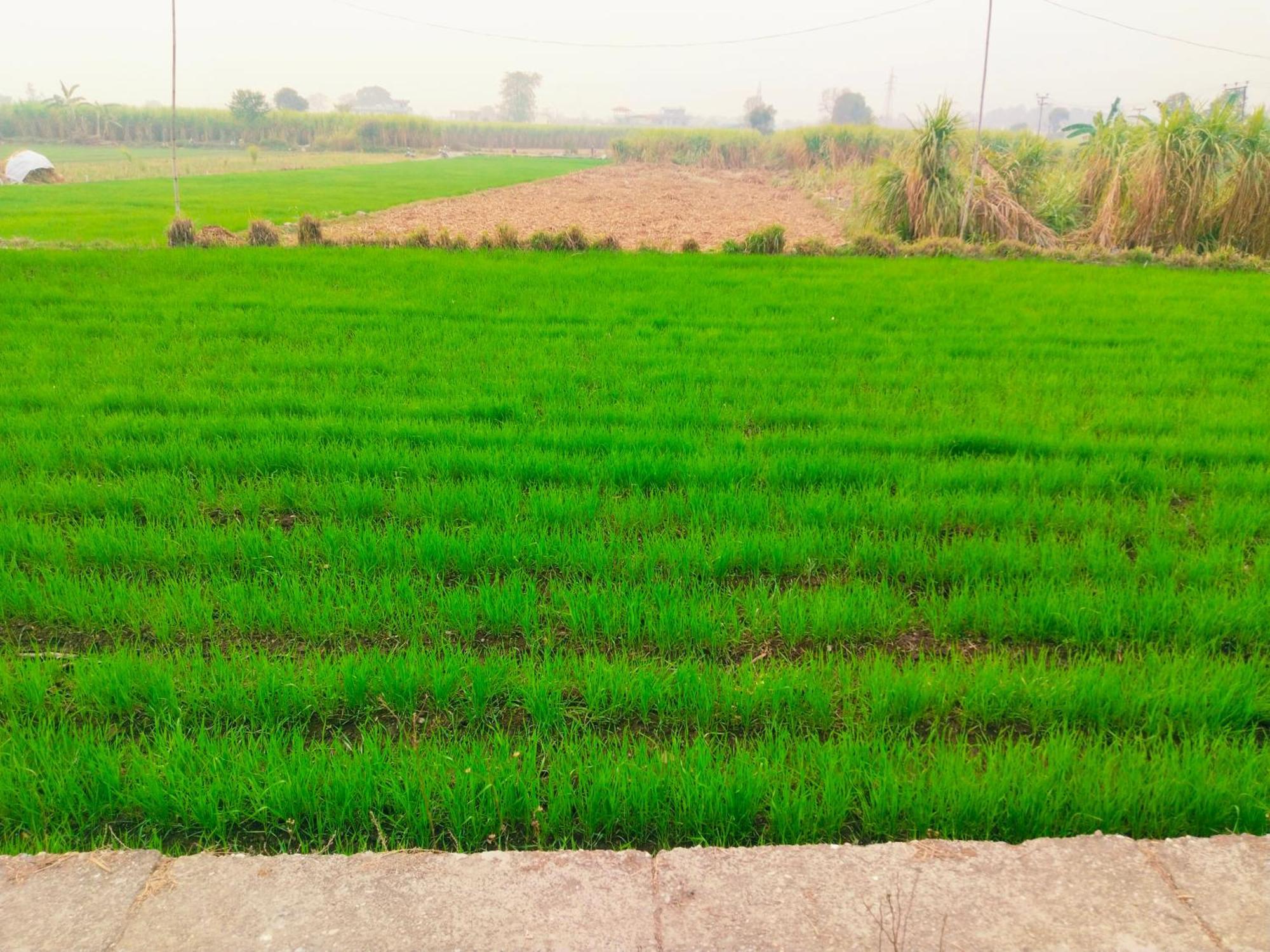 Airport Luxury Nature Homestay- Near Jolly Grant Airport Dehradun Doiwāla Dış mekan fotoğraf